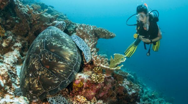 Merikilpikonna ja sukeltaja Malediiveilla