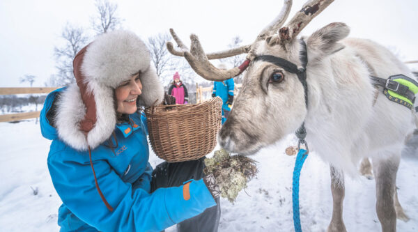 Nuorti Reindeerin porot tulevat nyt Seurasaareen.