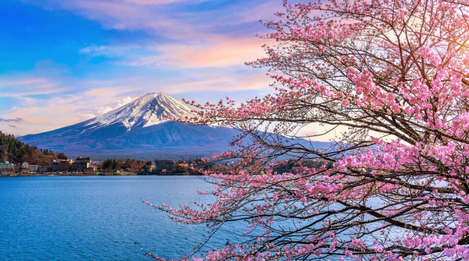 Kirsikankukat Japanissa, taustalla Fuji-vuori
