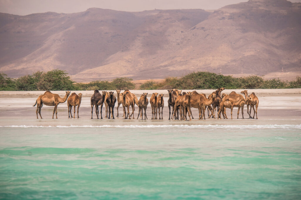Salalah, Dhofar
